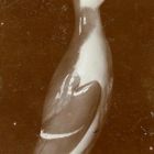 Fénykép - porcelán figura, pingvin