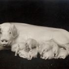 Műtárgyfotó - Peter Dahl-Jensen: „ Maternité", anyakoca kismalacokkal, festetlen porcelán