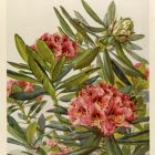 Mintalap - Rhododendron, Dekorative Vorbilder, XVII.